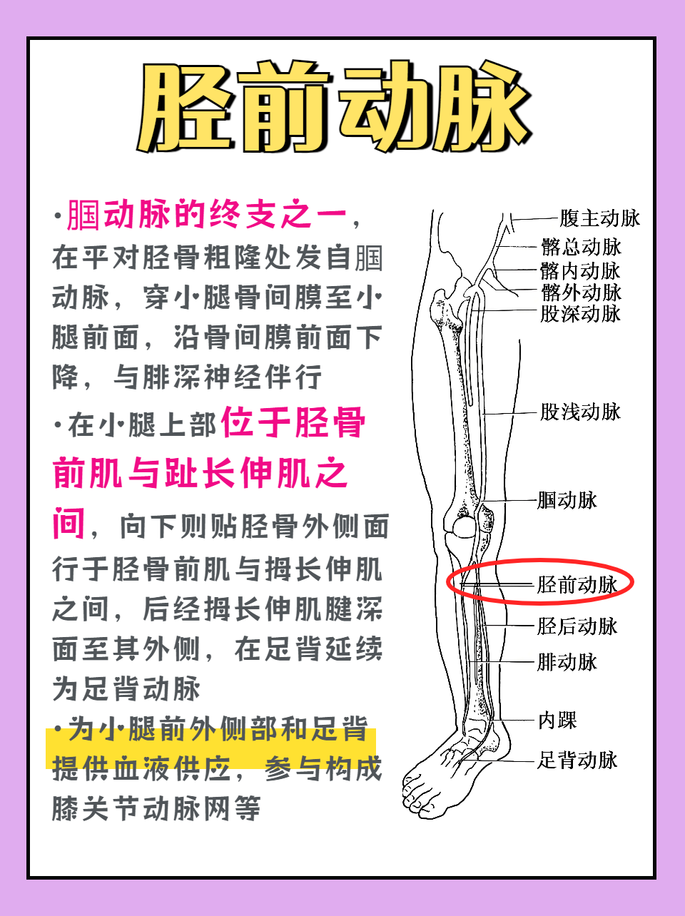 这条动脉负责为小腿前群肌及胫,腓骨提供血液供应,并参与形成膝关节网