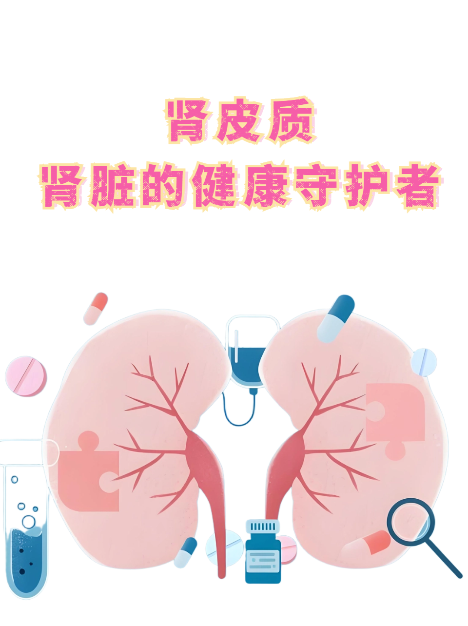 肾皮质:肾脏的健康守护者 肾皮质是肾脏的外层部分,主要由肾小体和肾