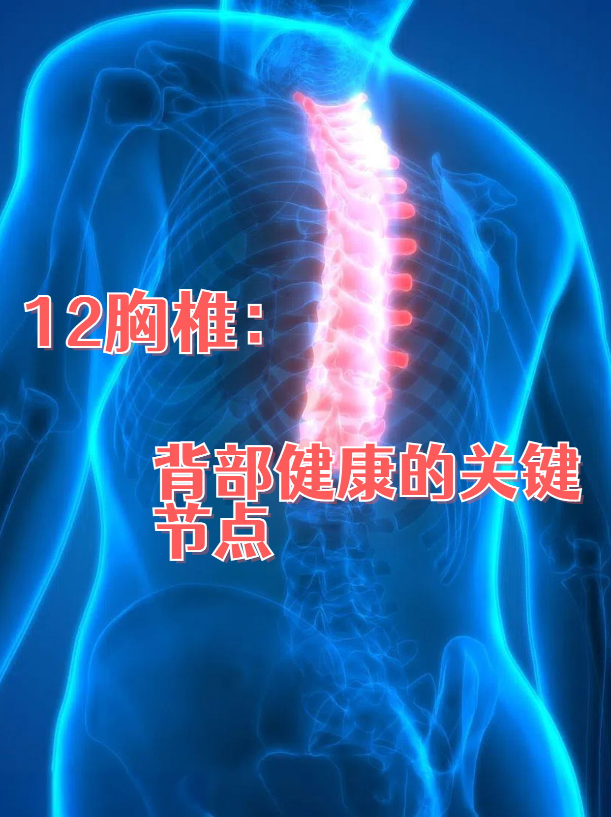 12胸椎:背部健康的关键节点 胸椎位于脊柱的中间部分,上接颈椎,下连