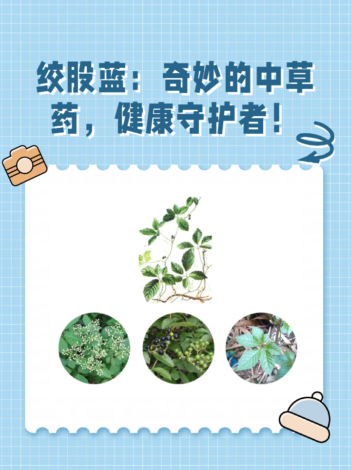 绞股蓝,这株看似平凡的中草药,实则蕴含着丰富的健康宝藏!