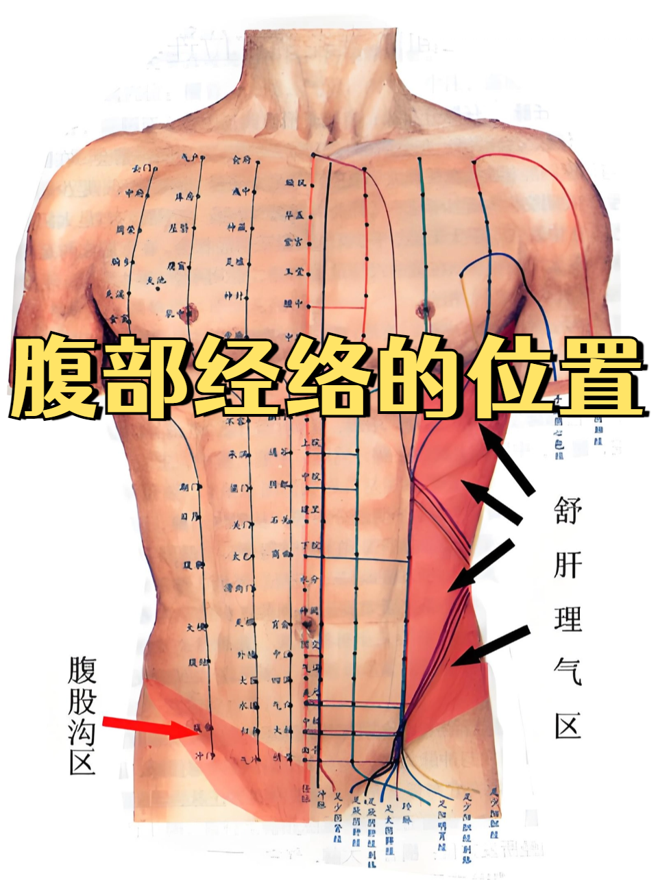 腹部经络的位置 腹部经络主要包括任脉,带脉,胃经,脾经等,它们纵横
