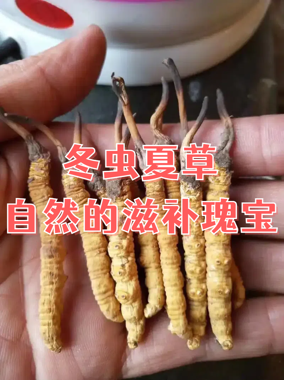 冬虫夏草:自然的滋补瑰宝 冬虫夏草是一种珍贵的中药材,具有多种作用