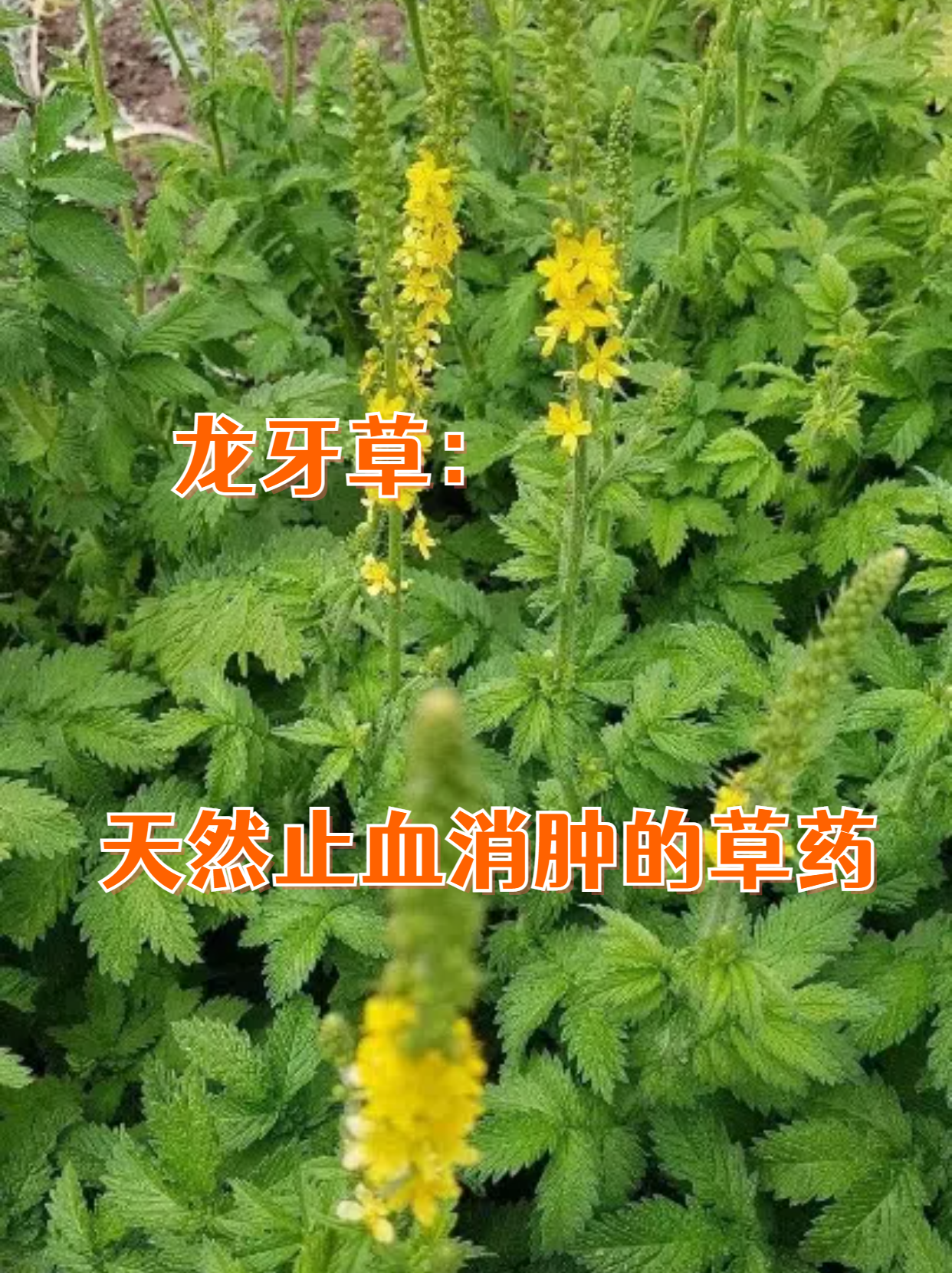 龙牙草,这一看似普通的植物,却拥有着令人惊叹的止血消肿功效