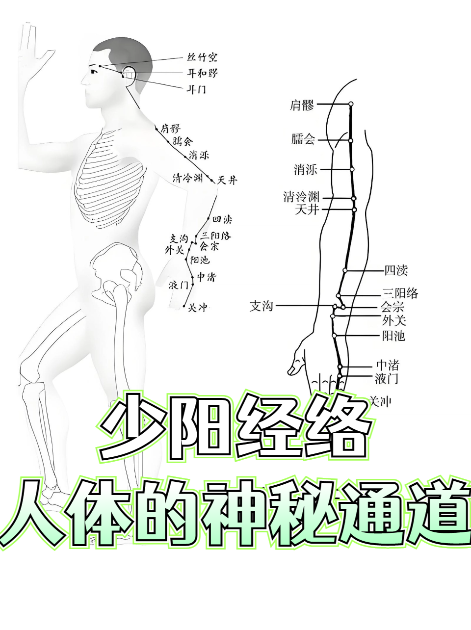 手少阳三焦经起于无名指末端,沿手背上行至肩部,再经颈部联系耳内及