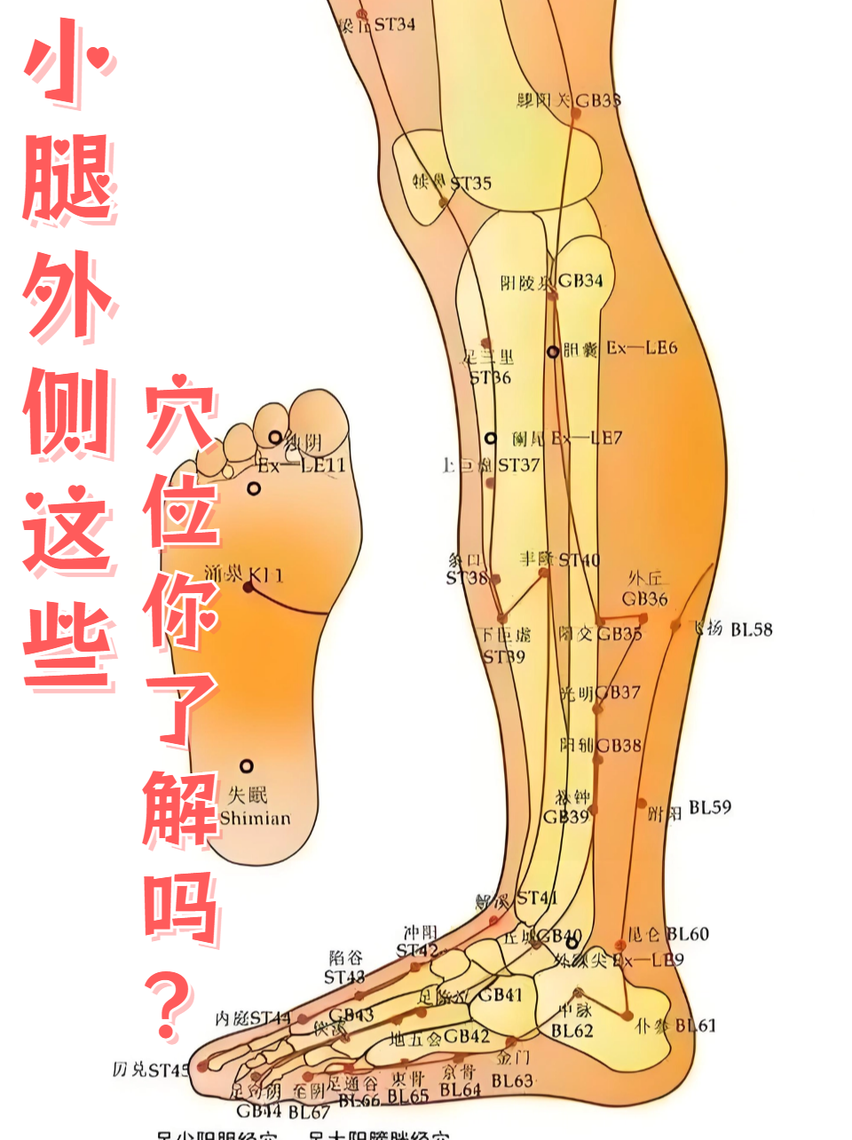 小腿外侧分布着多个重要穴位,如足三里,丰隆,光明,外丘和阳陵泉等