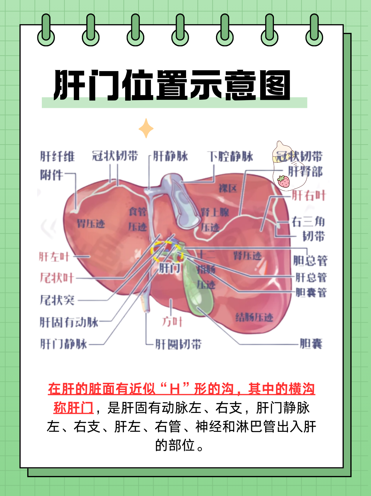 肝门,作为肝脏的一个重要组成部分,位于肝脏的脏面正中部,呈h形滇横