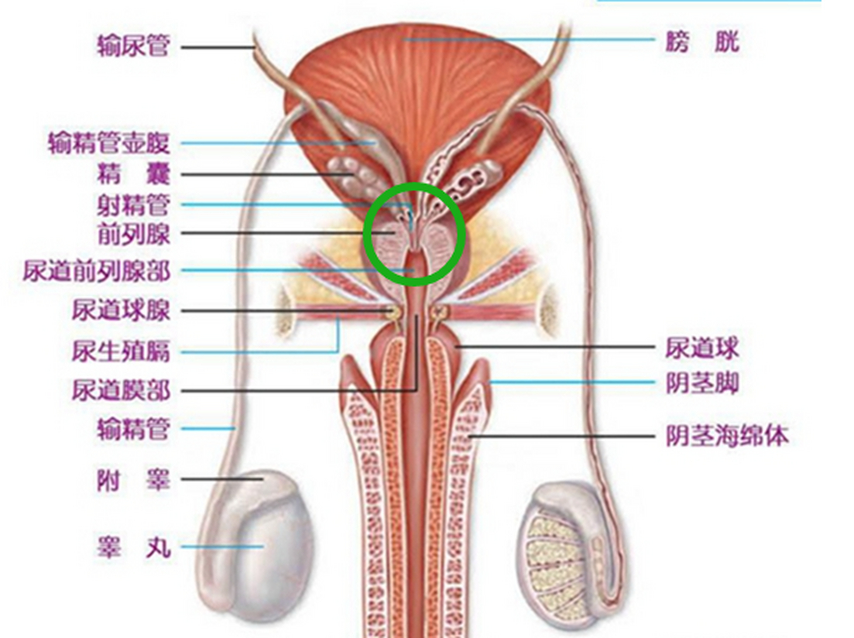 因为男性前列腺的充血肿涨状态并不会立即解除 由于前列腺将尿道