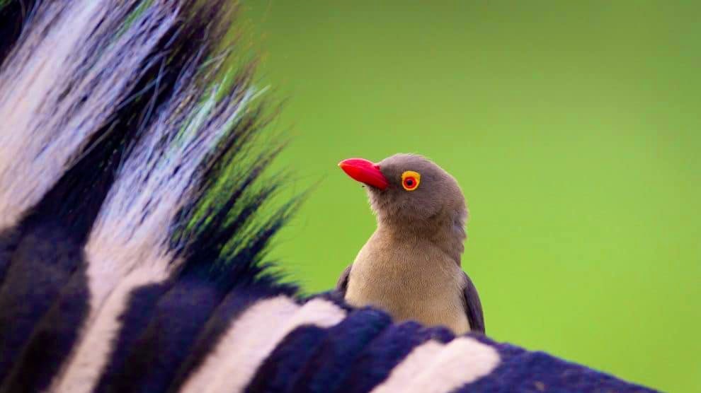 红嘴牛椋鸟,学名 buphagus erythrorhynchus,是一种迷人的鸟类,原产于