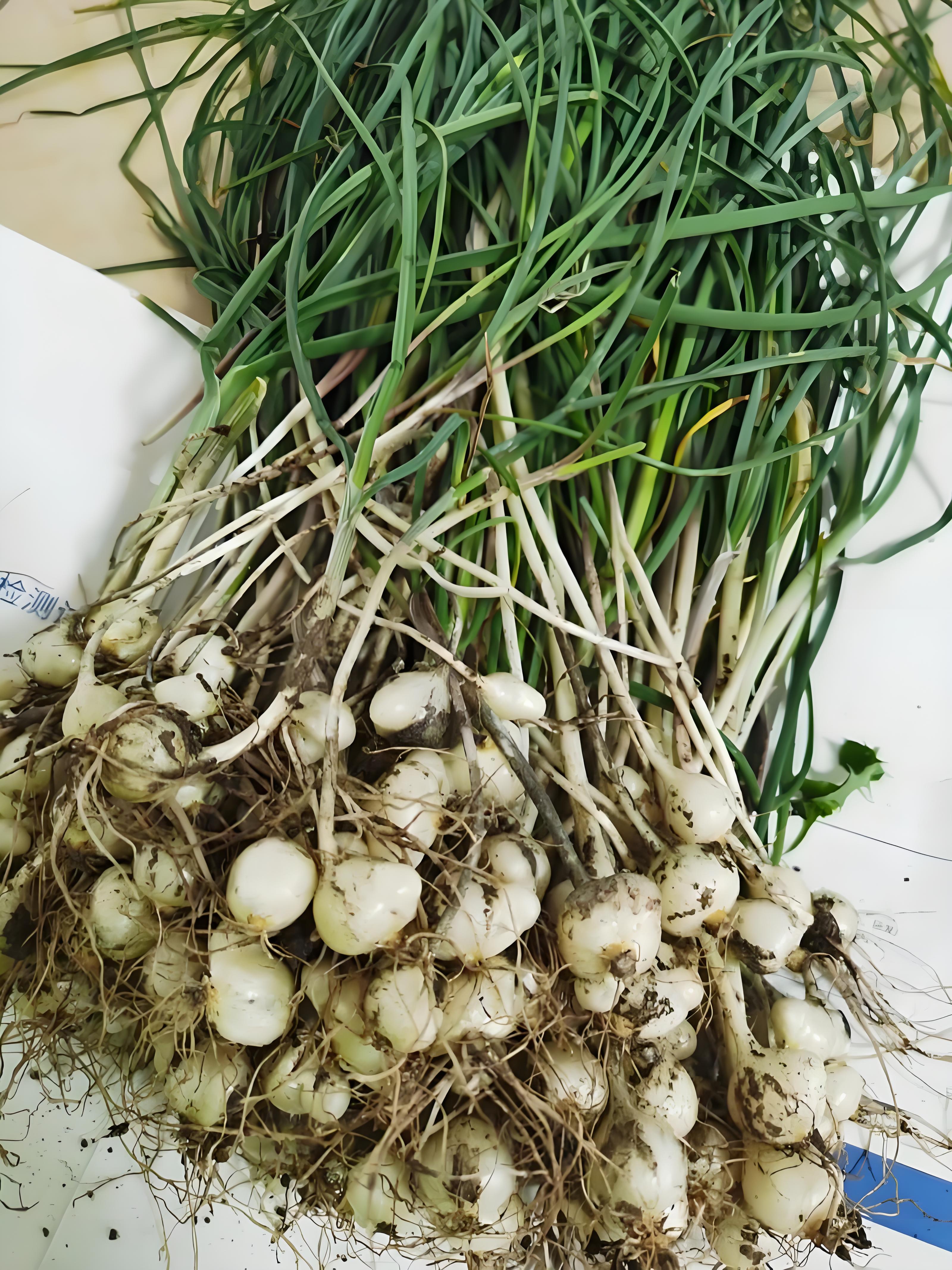 在众多野菜中,有一种被誉为"养生高手"的野蒜