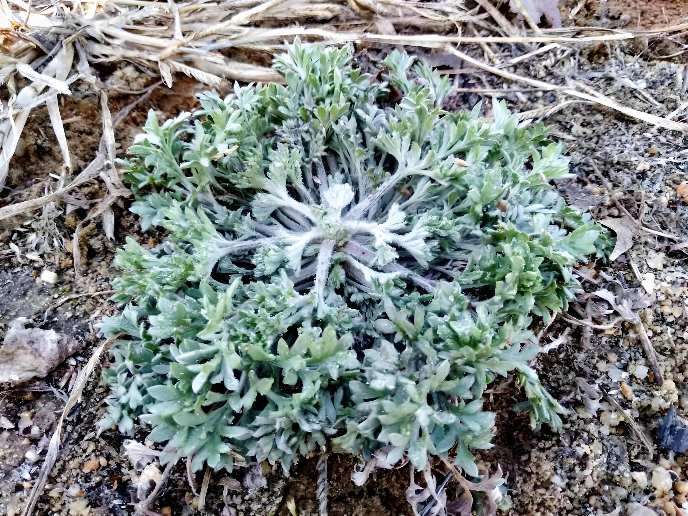 春日养生季,白蒿(茵陈)竟是养肝高手?快收藏!