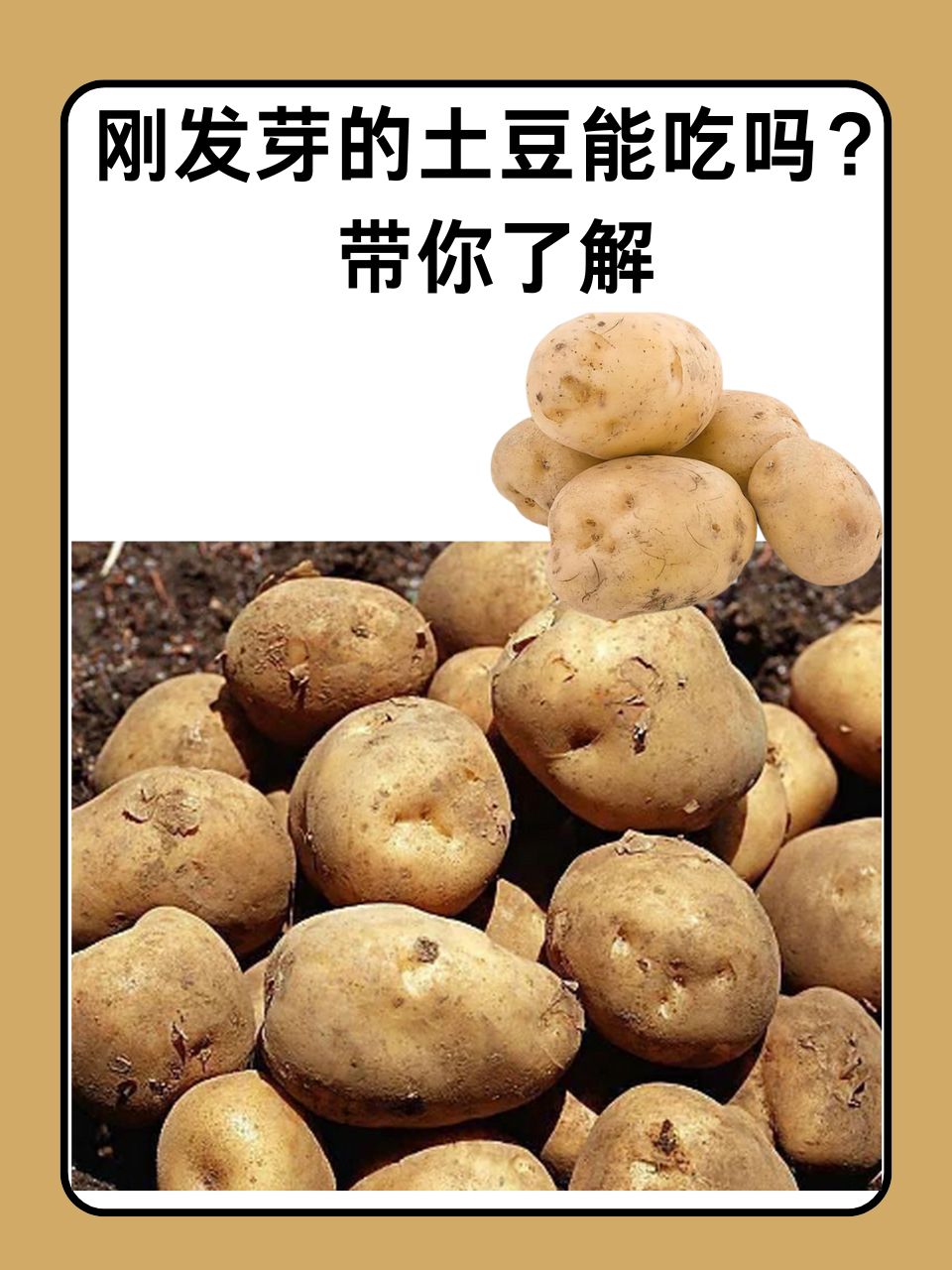 吃发芽的土豆一定会中毒吗为什么在线