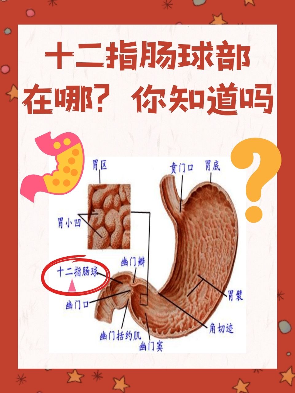 十二指肠球部这个看似陌生的名词,其实是我们人体消化系
