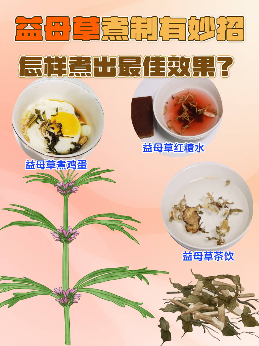 益母草煮制有妙招,怎样煮出最佳效果?