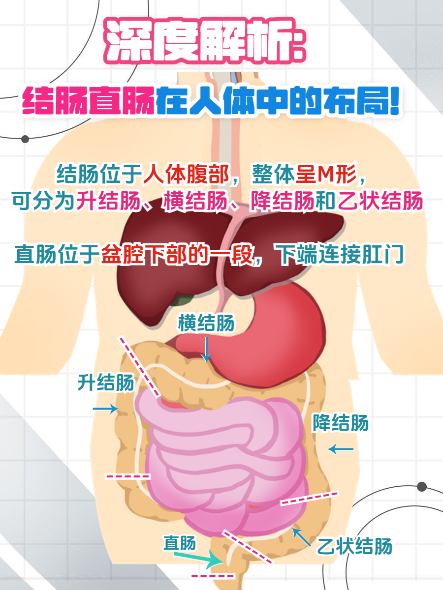 结肠直肠的位置在哪?