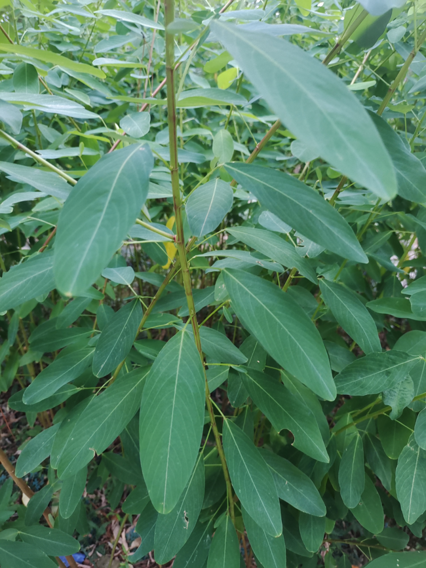 在中国南方的茂密丛林中,隐藏着一种神秘植物"跳舞草",它以其独特的"