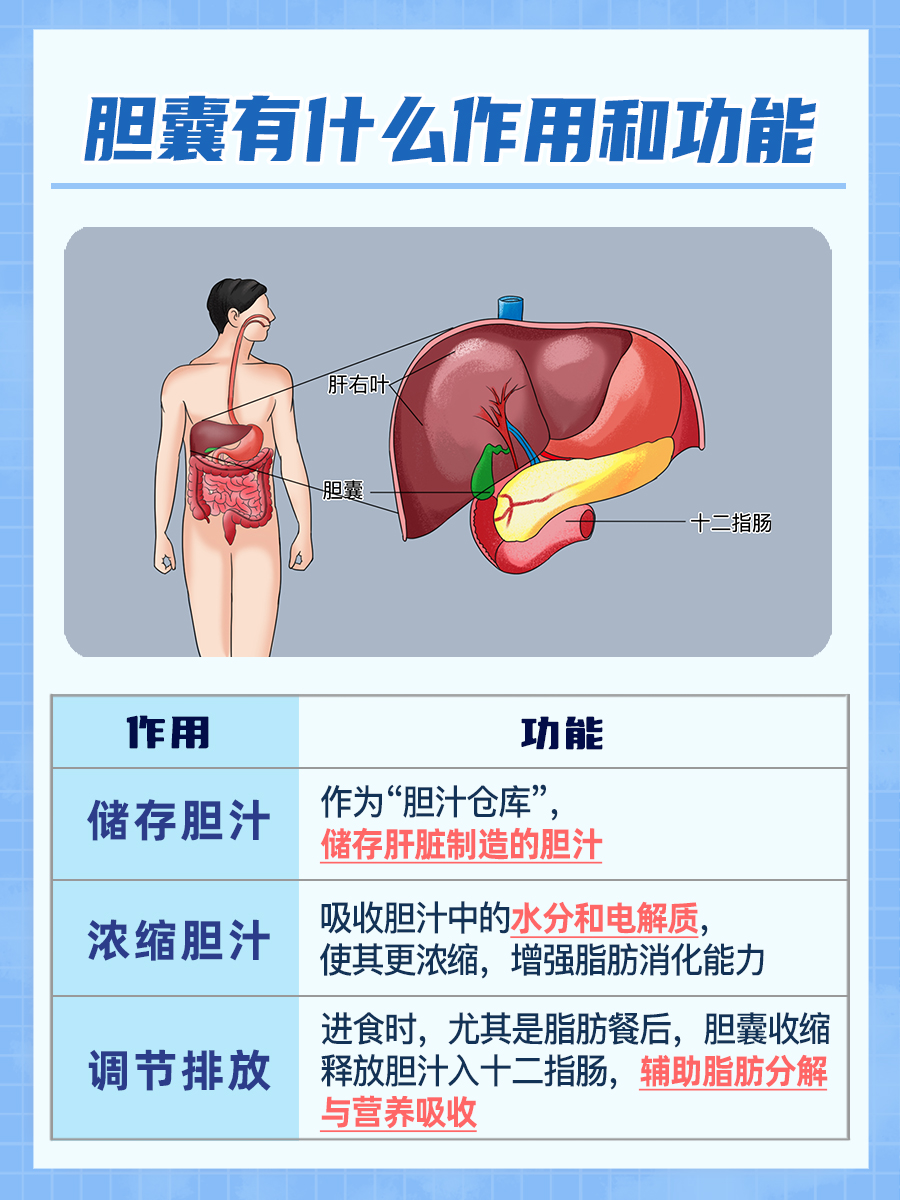 胆囊有什么作用和功能?