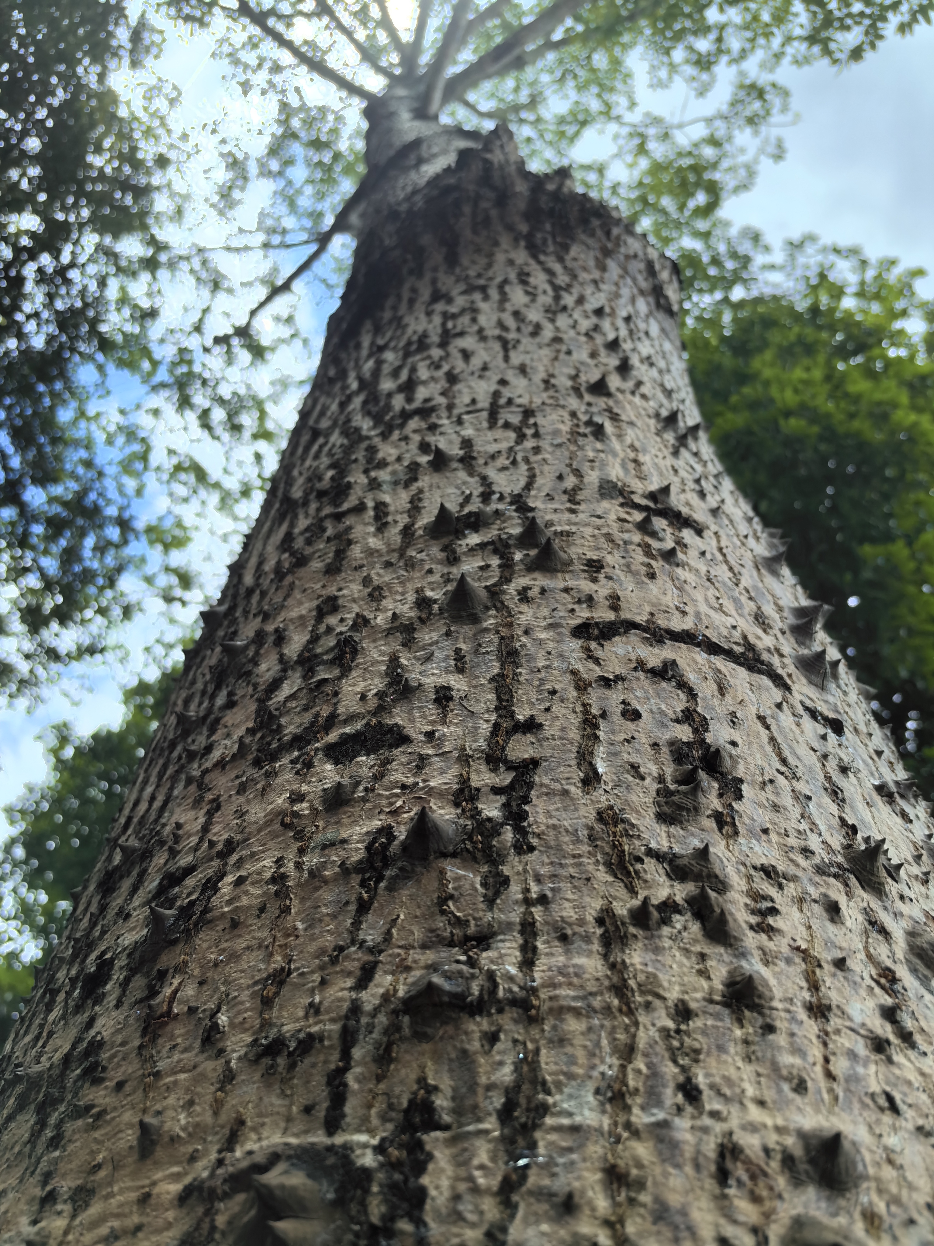 大自然太奇妙了,今天发现了一颗好特别的树,树干上长着尖尖的倒刺,摸