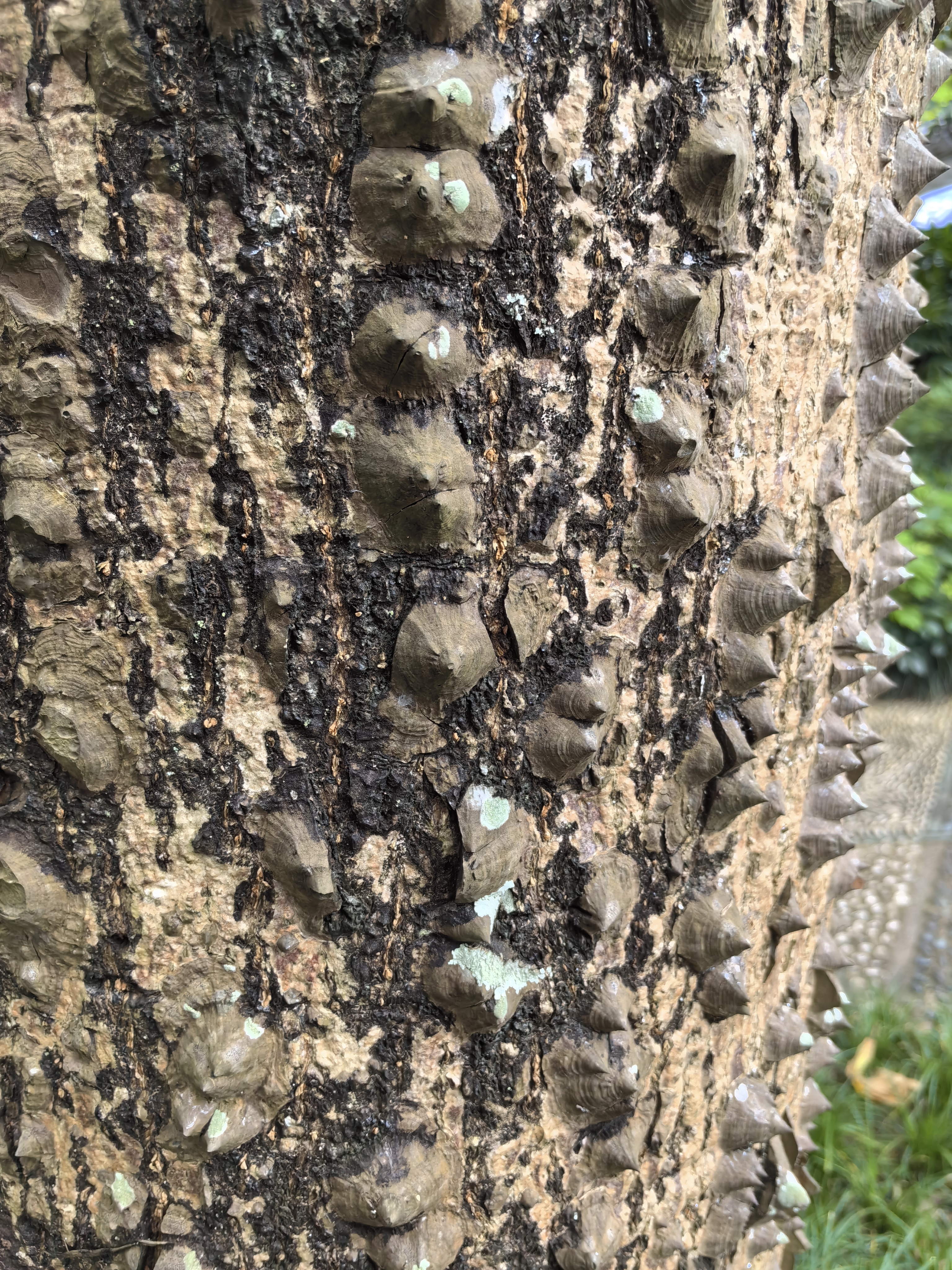 大自然太奇妙了,今天发现了一颗好特别的树,树干上长着尖尖的倒刺,摸