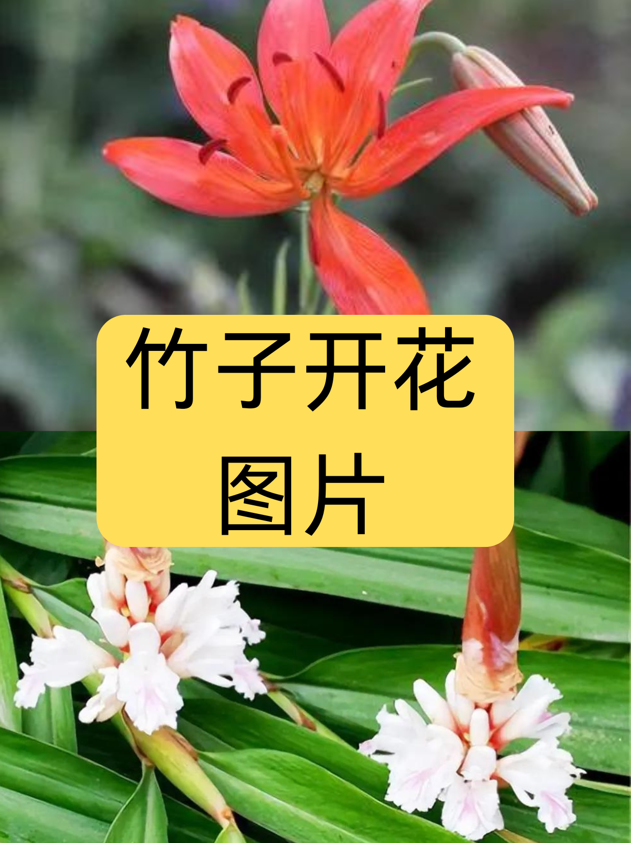 竹子开花图片  竹子开花是一种较为罕见的自然现象.