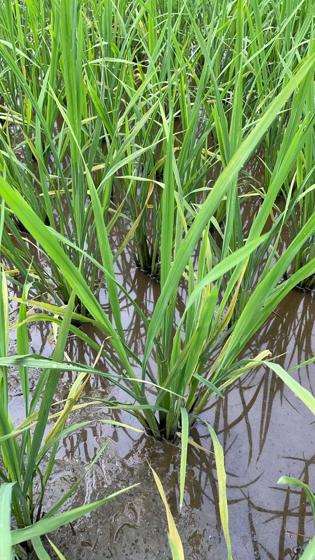 水稻缺素症状图片水稻病害图片大全高清