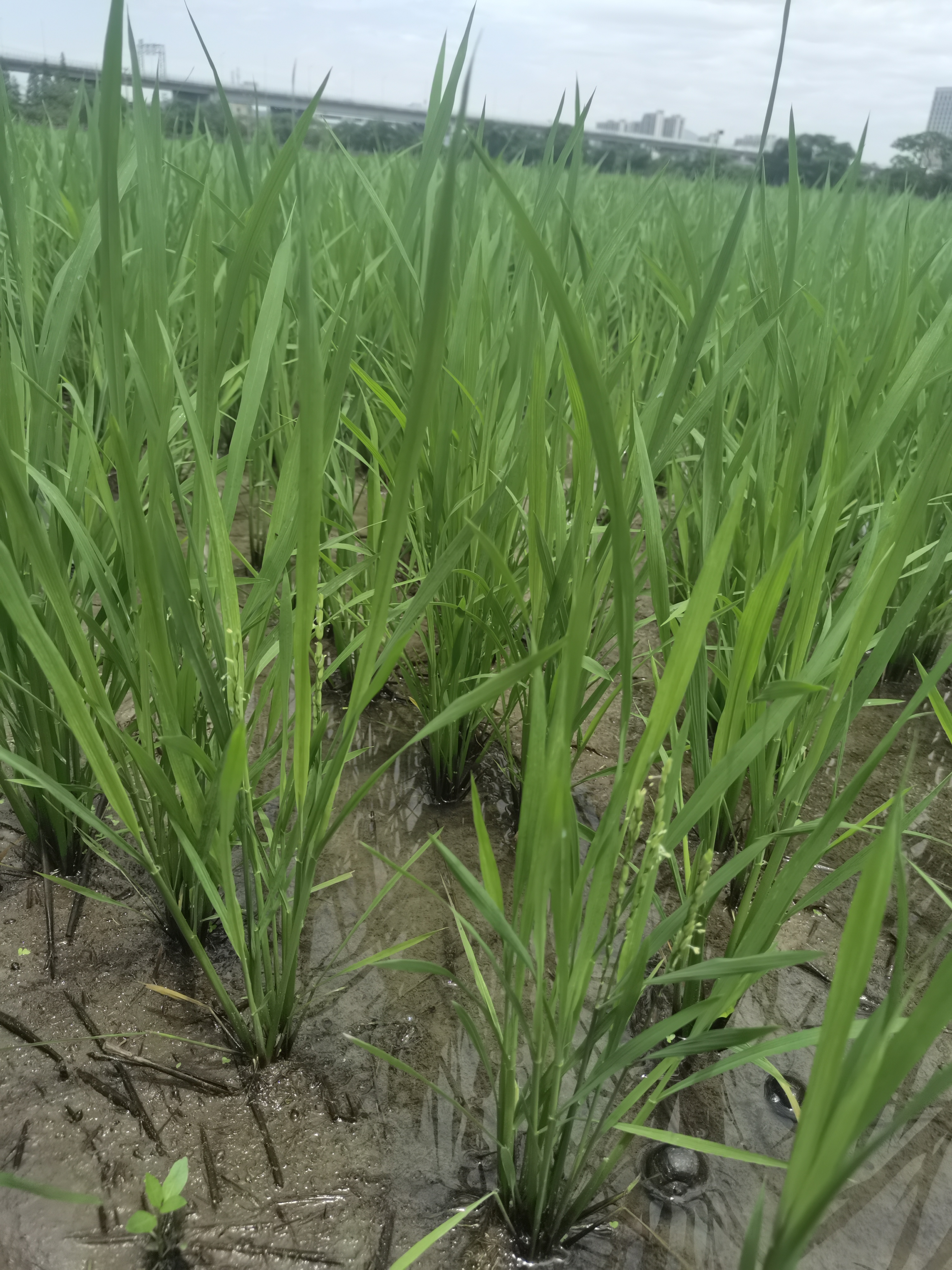 水稻幼苗根好苗就壮图片水稻秧苗图片水稻苗期