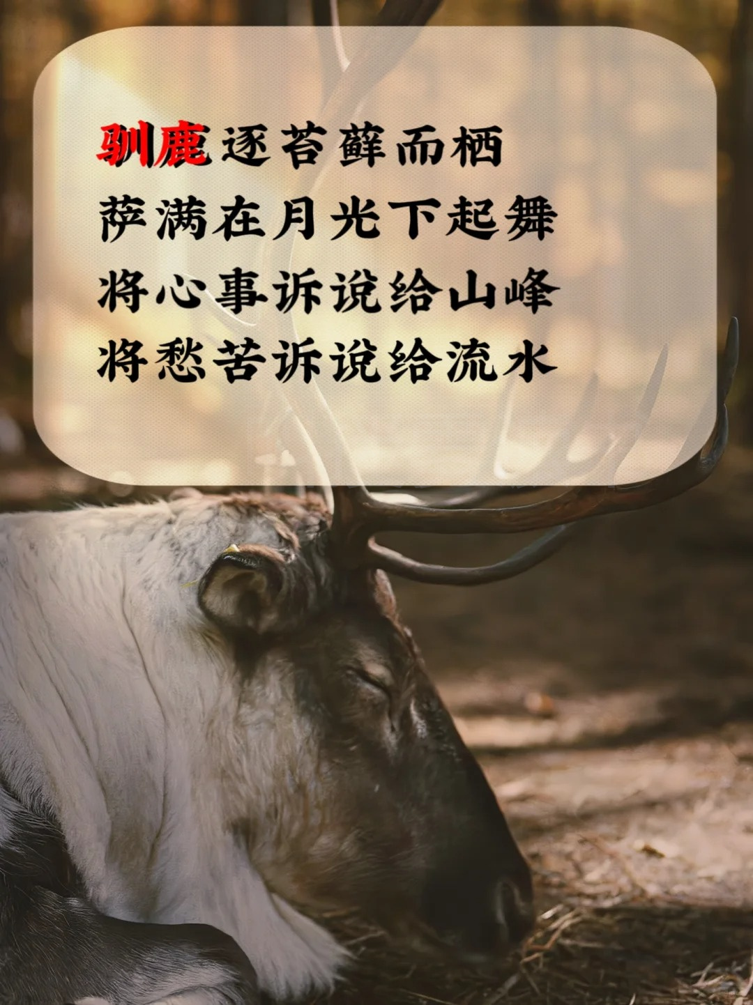 萨满作为部落的精神领袖在皎洁的月光下起舞他们的舞步与星辰相应