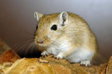 蒙古沙鼠的性格勇敢而独立,总是能够用它们那坚强的意志和灵活的身姿