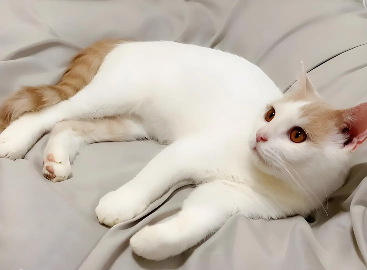 土耳其梵猫(turkish van)—— "泳池派对小王子"