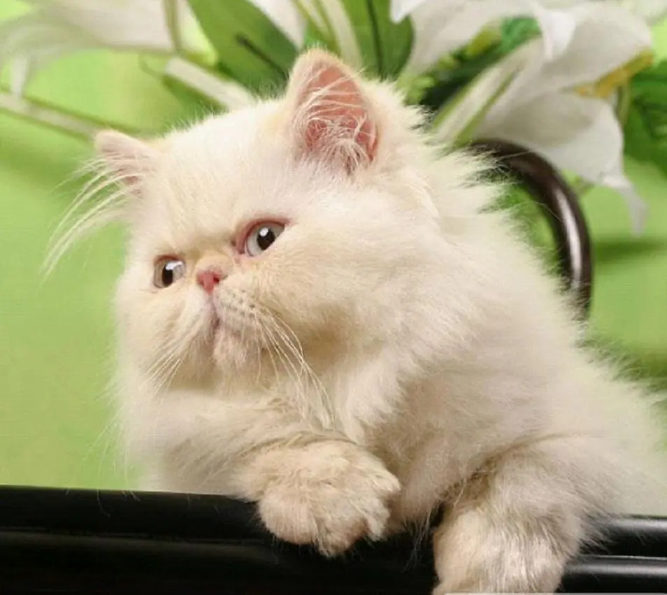 蓝宝石眼睛 巧克力色耳朵爪爪,像刚从雪山顶度假回来