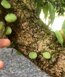 龙眼树寄生树有什么功效作用 龙眼树寄生树在传统认知中具有一定作用