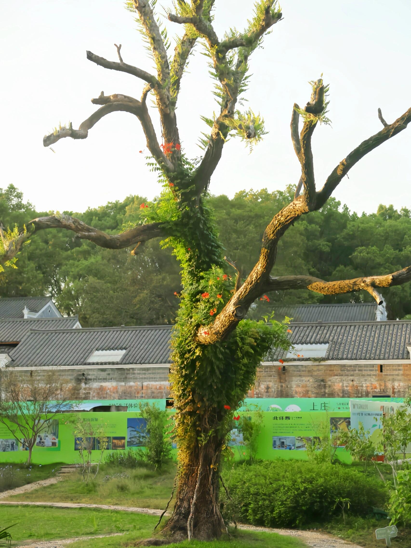 学生在欧阳氏宗祠临摹《泷冈阡表》,墨香混着村口