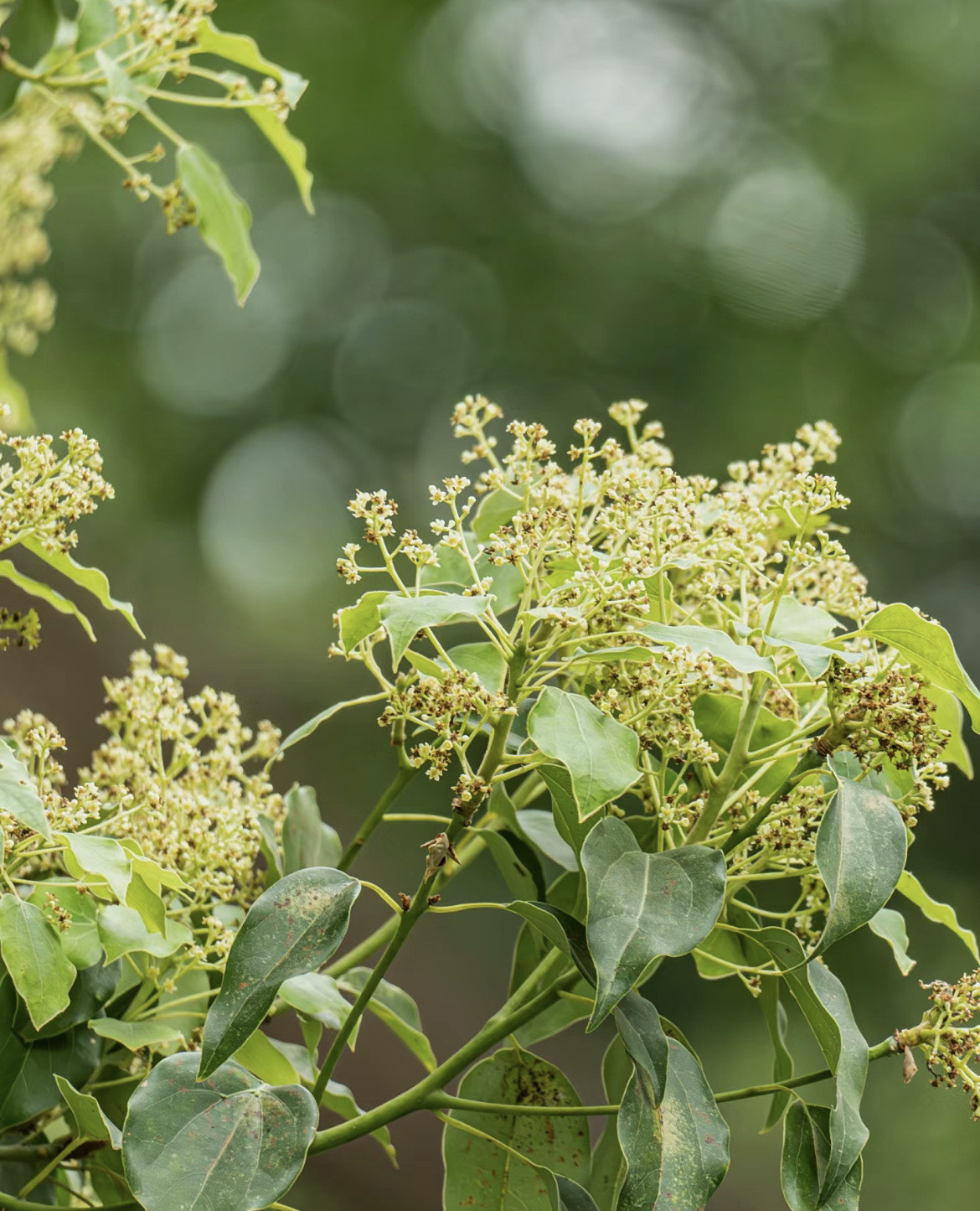 江西春光无限好# 春日里的江西樟树,充满了诗意与美好