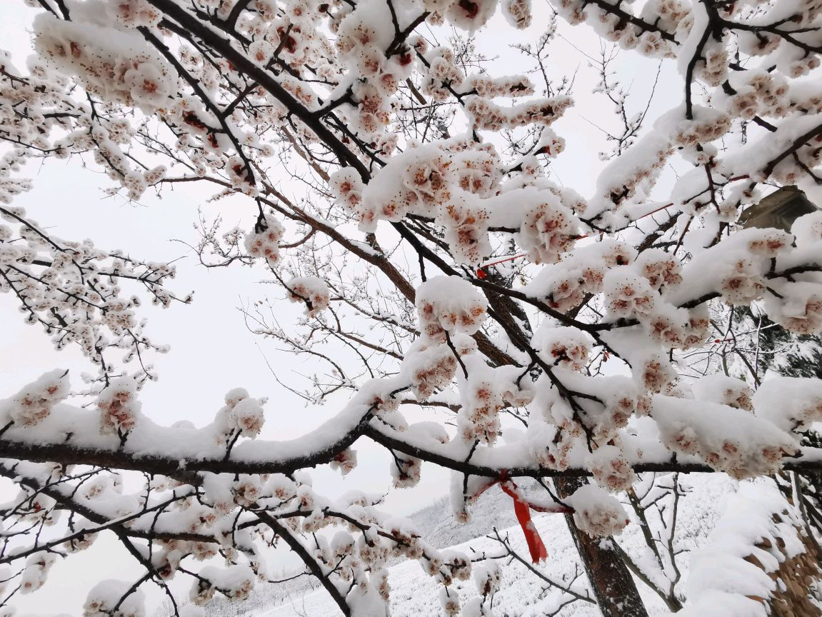 北京三月桃花雪图片