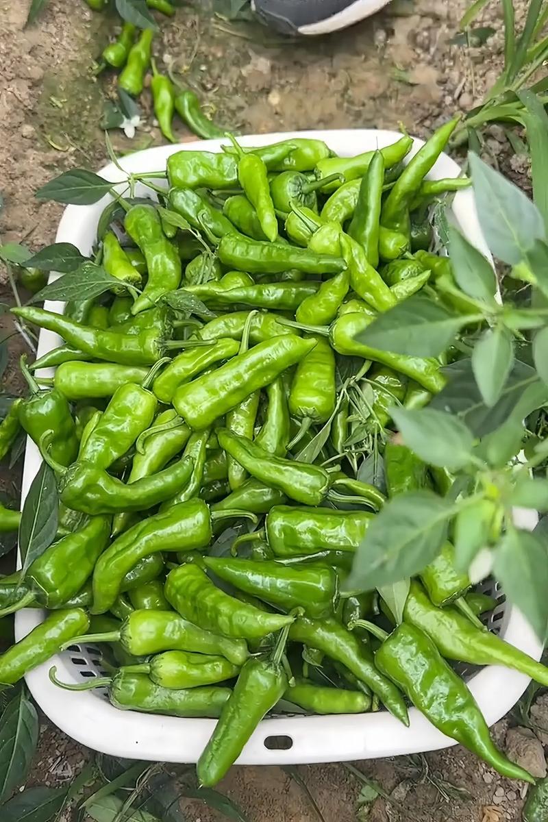 豫章冬日恰犀利# 江西新余美食:鹄山辣椒 新余的鹄山辣椒是很有特色