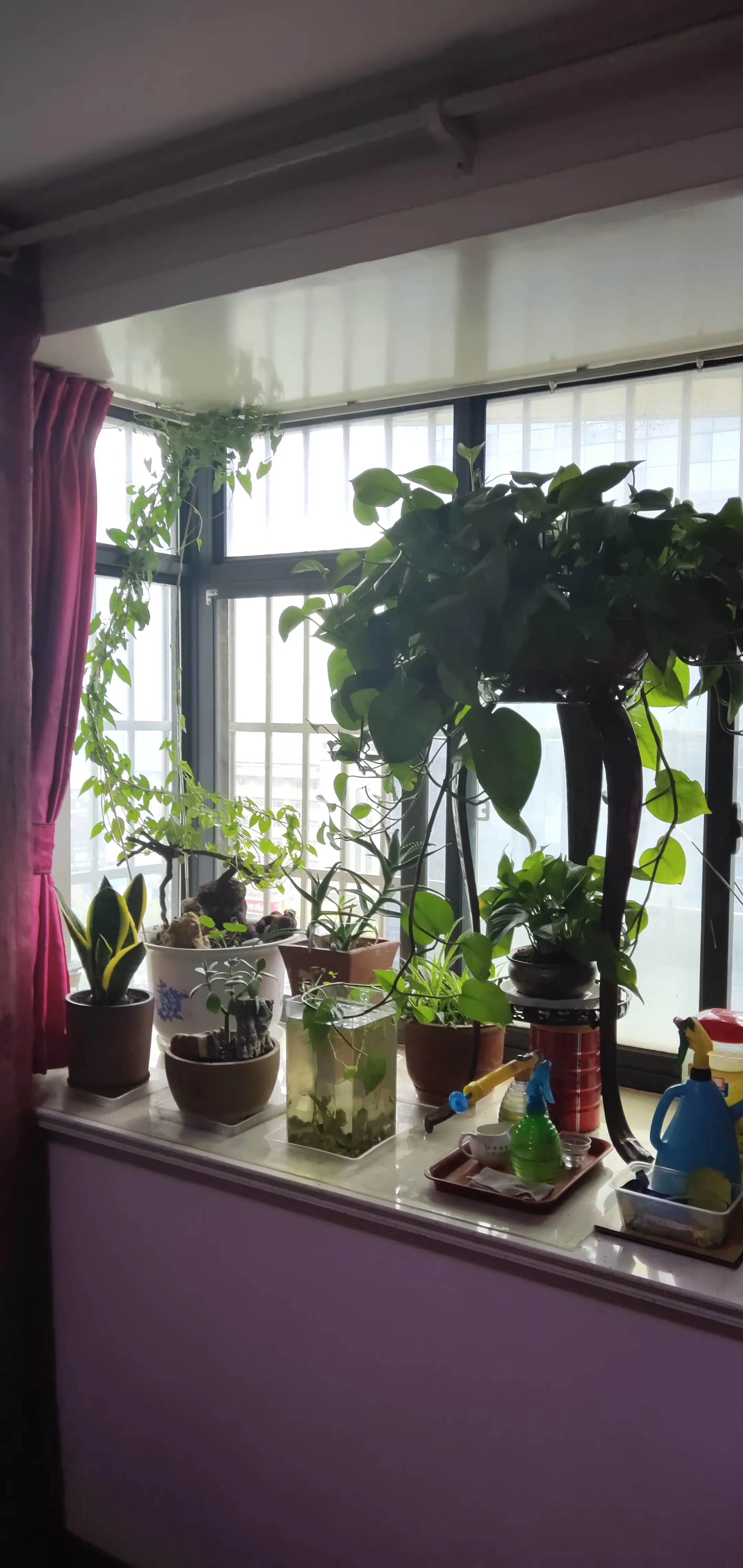 我在卧室里养了一缸鱼,感觉鱼和花好像不分家
