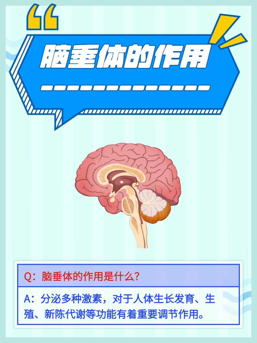 脑垂体是人体内分泌系统的主要分泌腺体,是脑的一部分,跟脑的其他区域