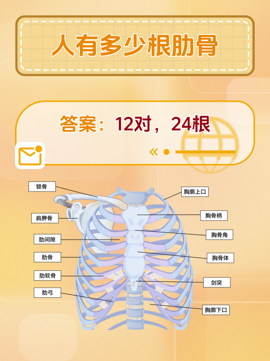 人有多少根肋骨?专家解答  你是否也有过这样一个经历?