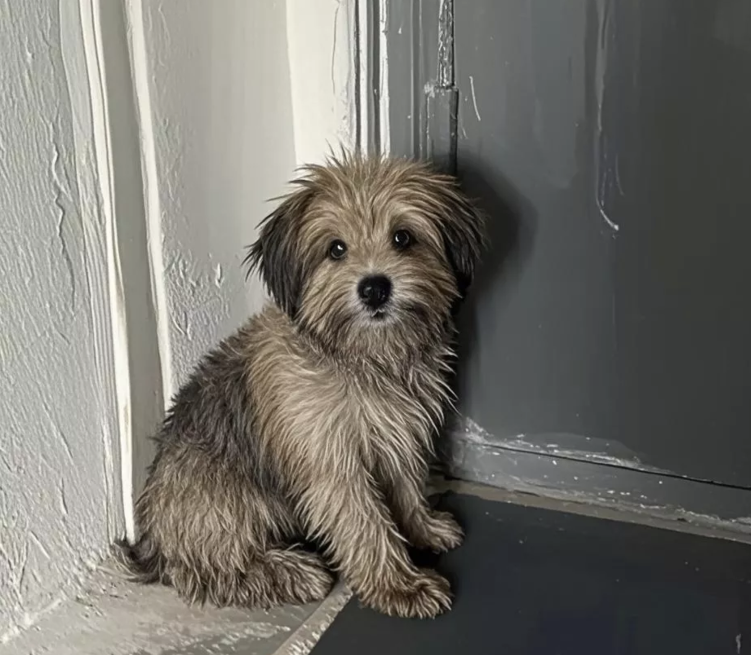 可这小狗愣是找回了家,在门口守了一天又一天