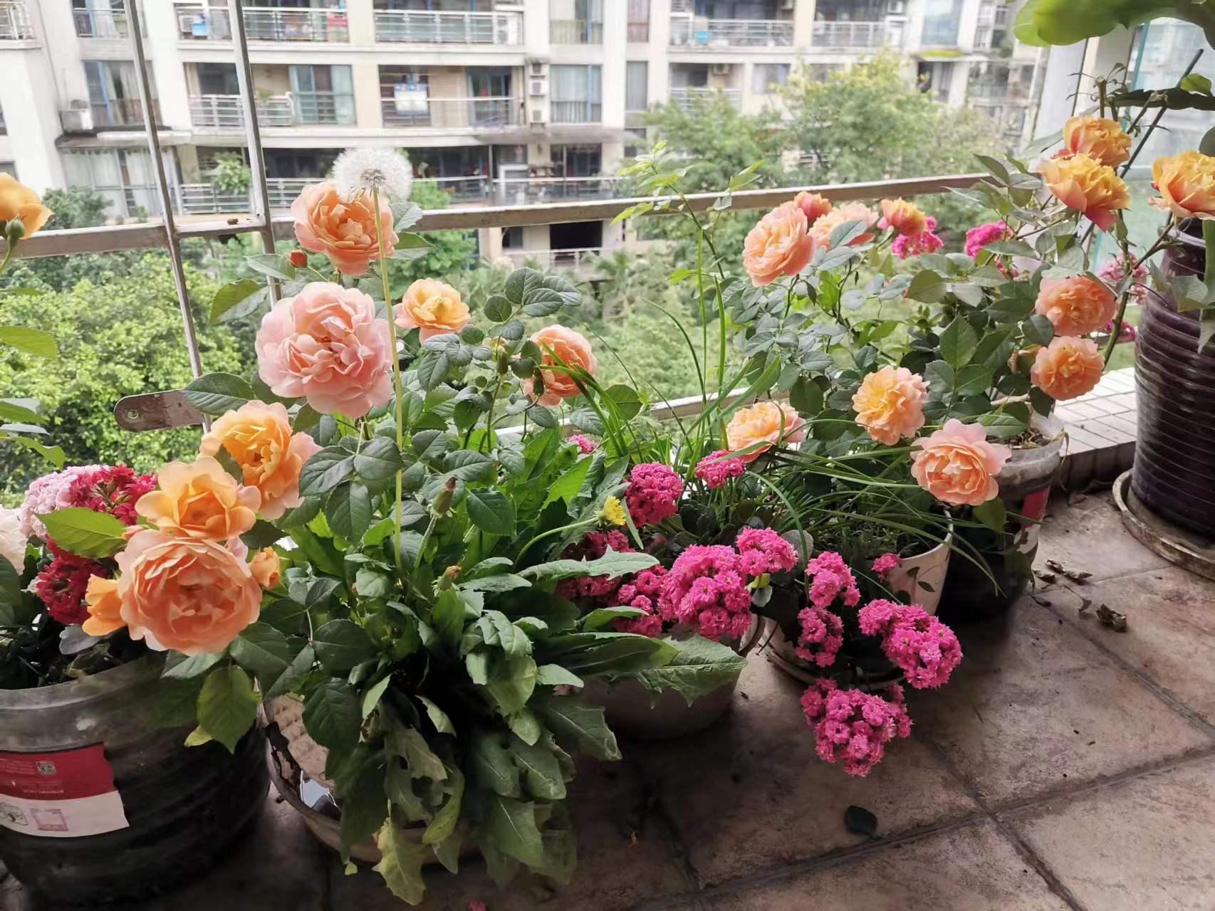 绿植租赁行业：让绿色走进每一个角落