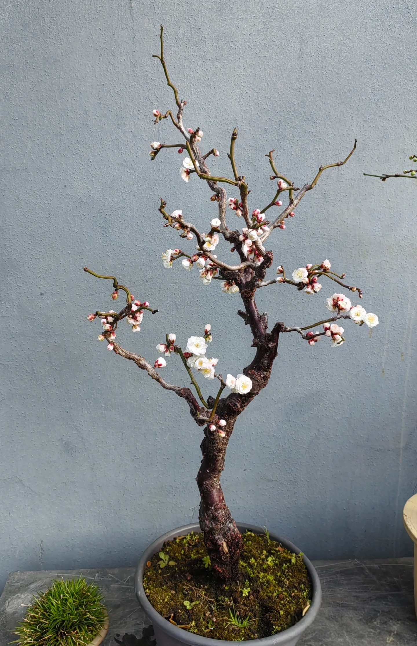 梅花盆景桩材挑选指南:芽点,关乎花朵的 "繁茂密码"!