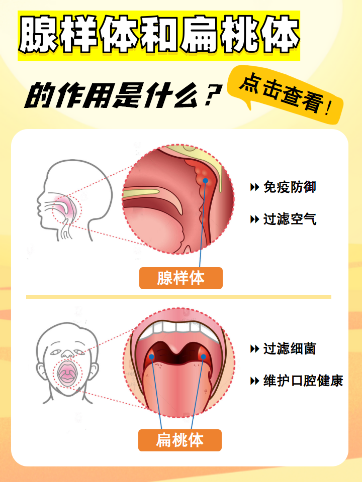 腺样体和扁桃体的作用是什么?点击查看!