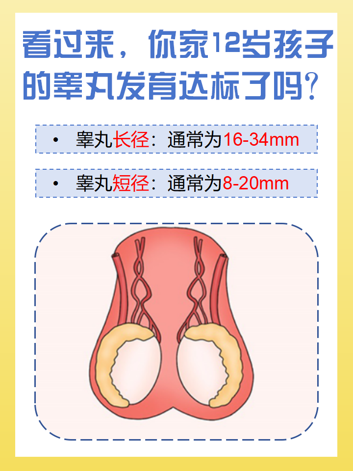 12岁孩子的标准睾丸大小是多少?这可能是家长们比较关心的问题.