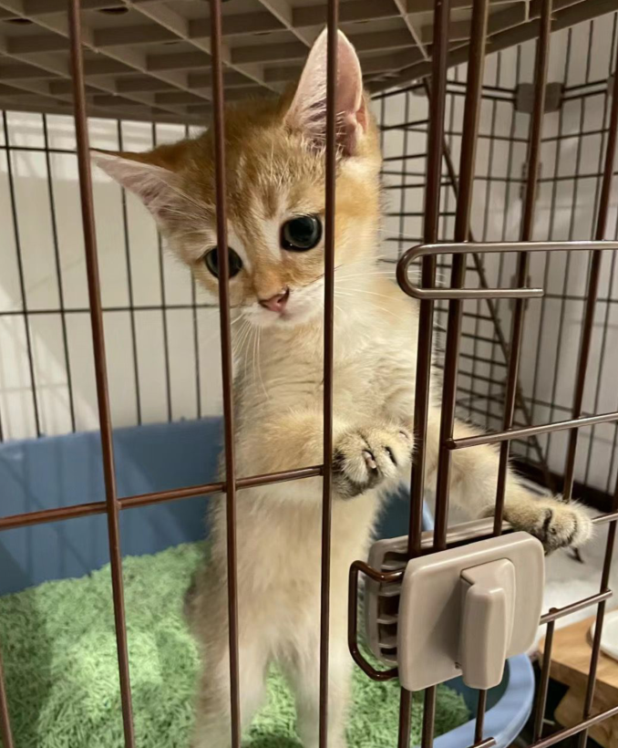 为啥我家这个猫咪,我养了一个月以后,竟然变成这个样子了