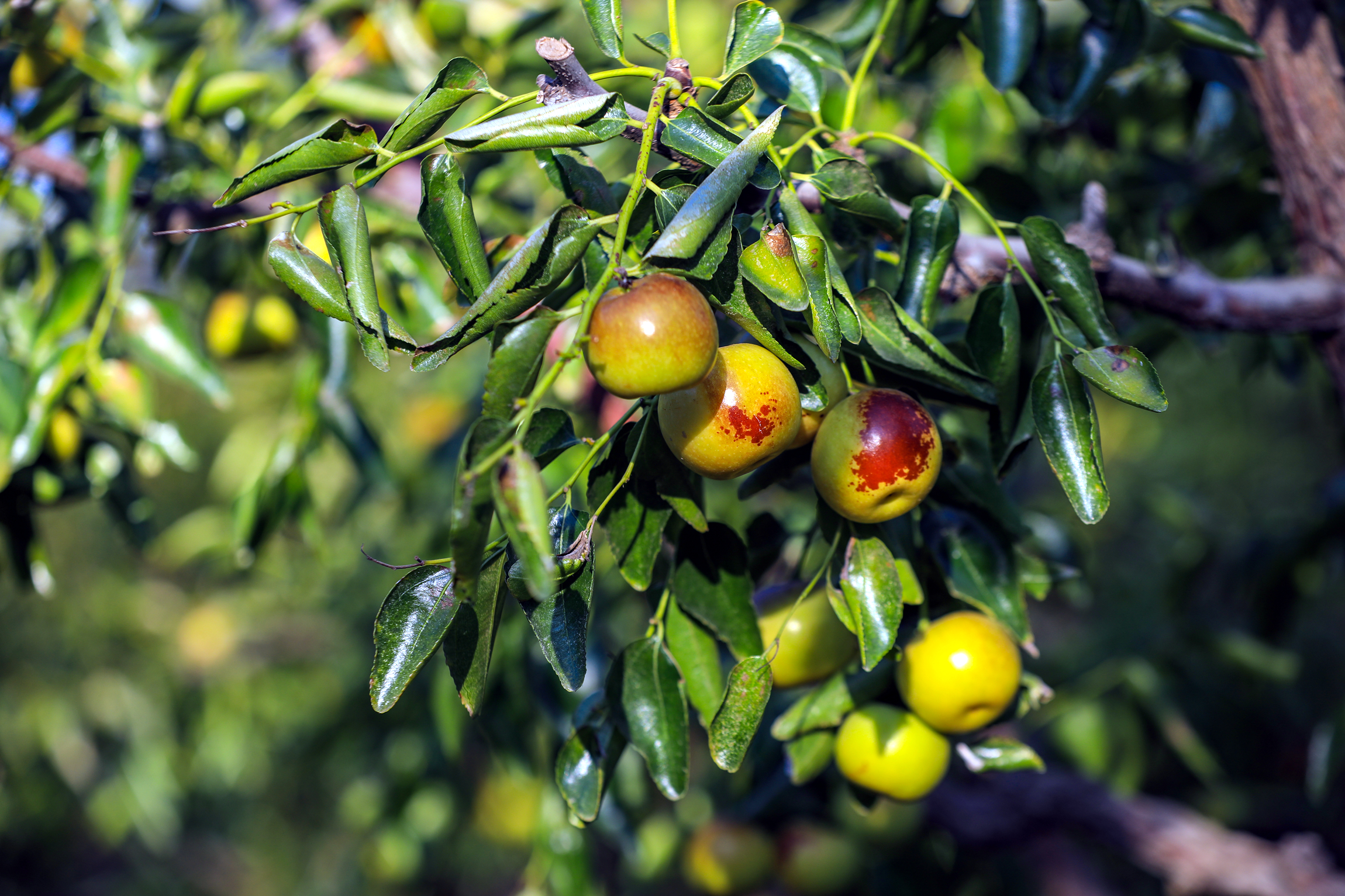 红枣之乡是哪里,陕北红枣之乡是哪里 红枣之乡是哪里,陕北红枣之乡是哪里