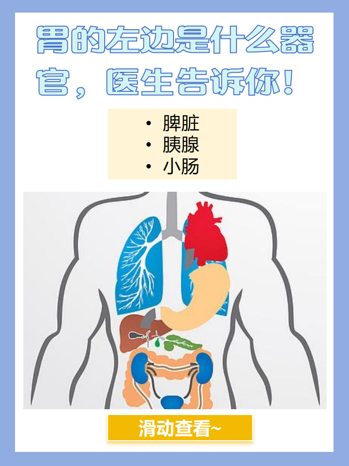 大家了解胃的左边是什么器官吗?