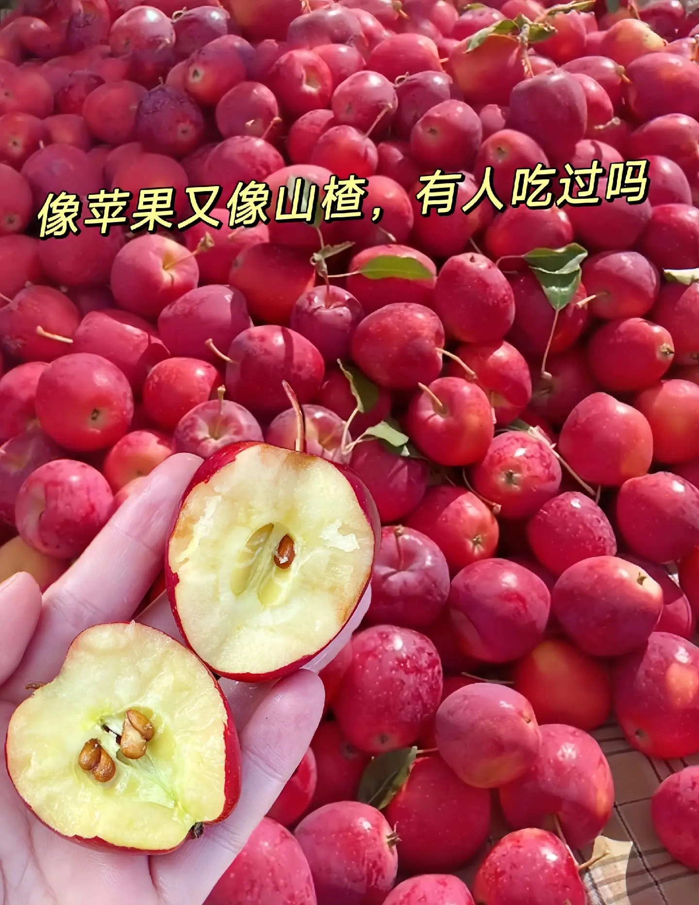 鸡心果为什么不建议吃因为果不熟为什么在线