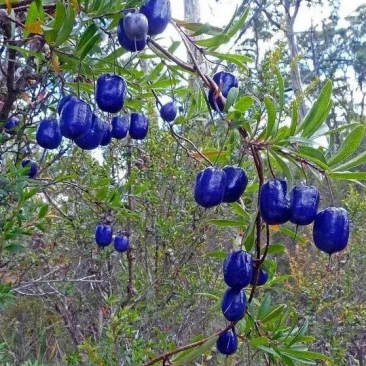 可问题是没有蓝枣这一说法.朋友 们知道这是什么吗?