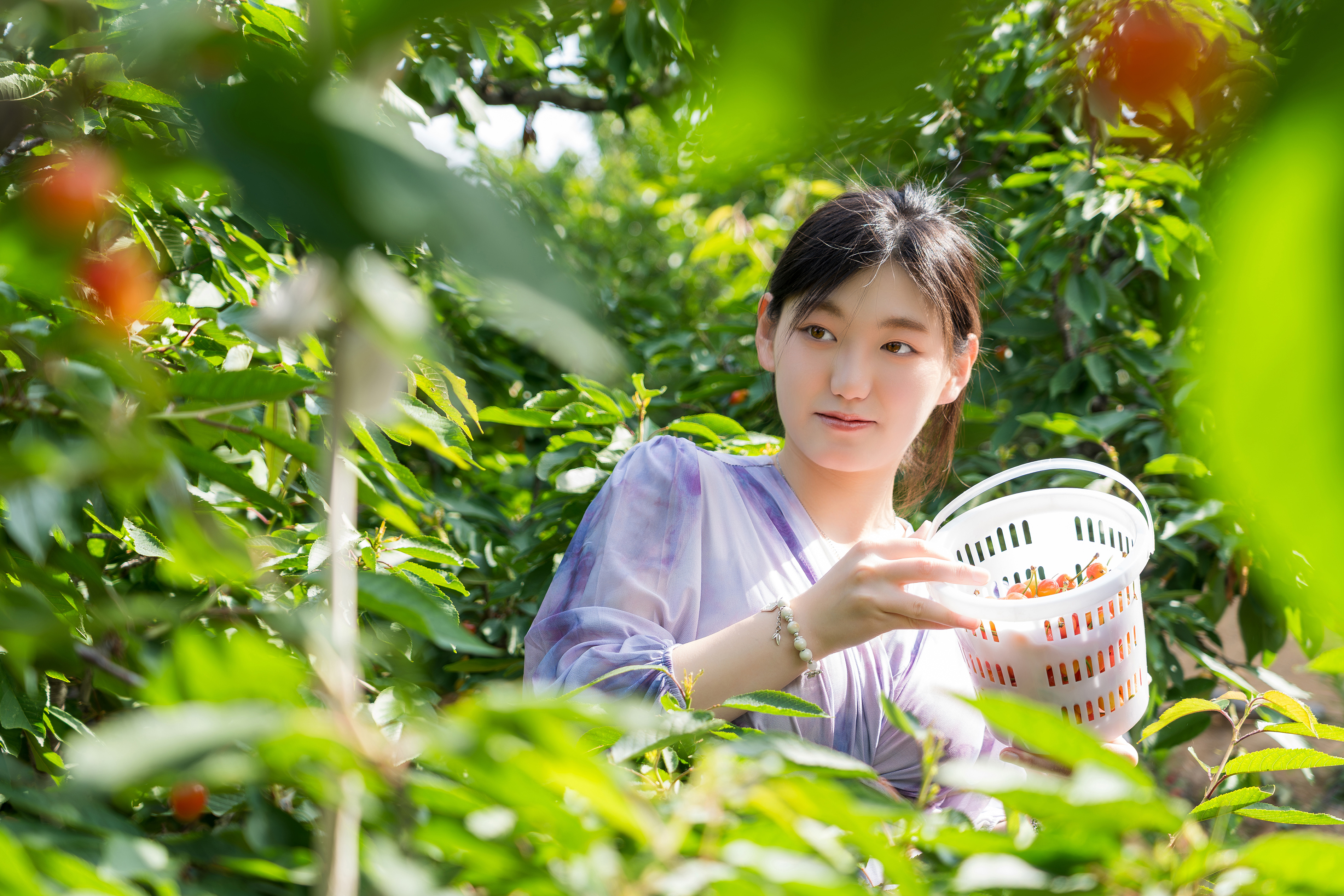 夏日自由行随手拍# 五月的临港厉家寨,樱桃红透枝