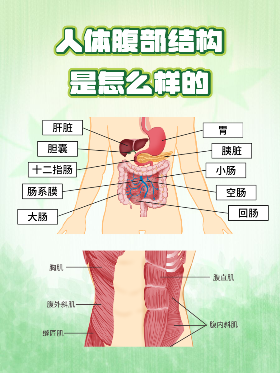 肚子结构示意图腹部图人体腹部解剖图人体结构器官位置图腹部解剖图片