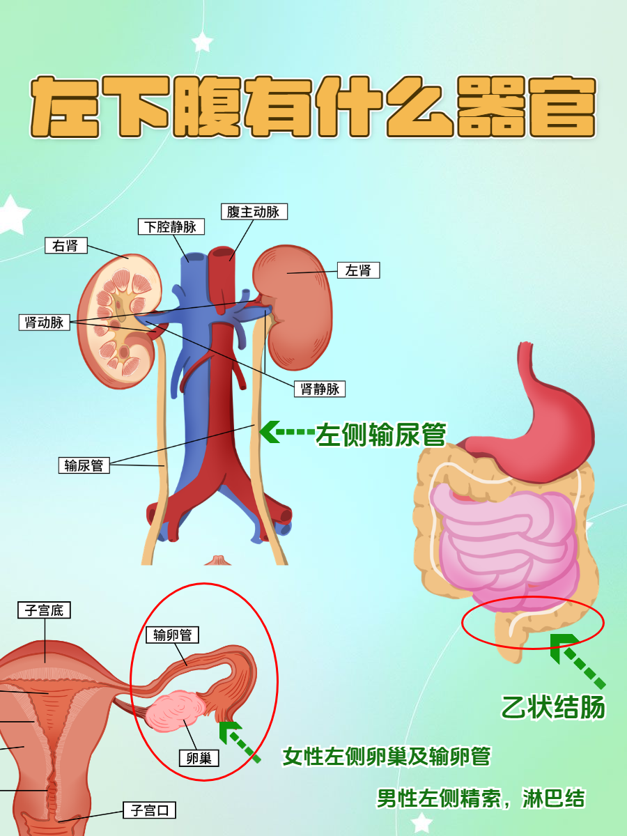 详细盘点  左下腹的器官对于了解人体结构和一些相关疾病的判断有着